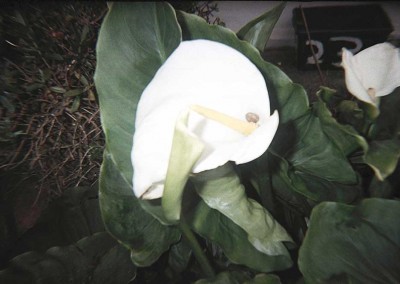 NAOMI, Old Library Youth Club, West Norwood